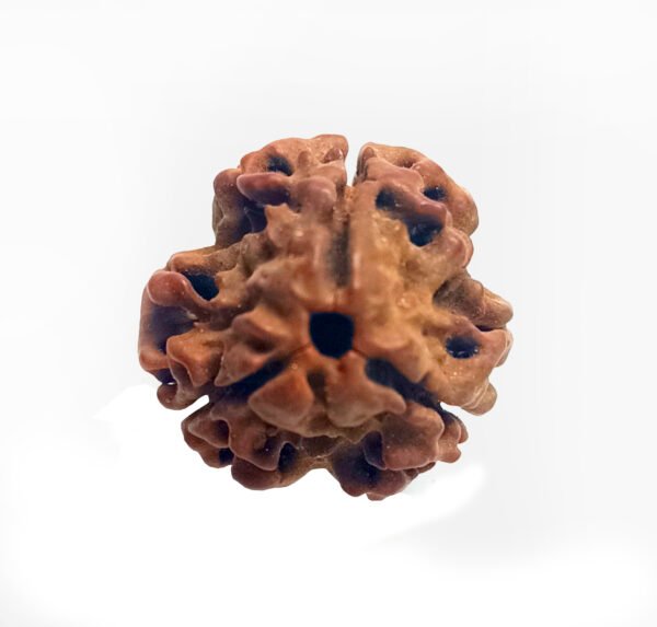 Original 3 Mukhi Rudraksha – Certified & Energized for Confidence & Karma Healing - Image 2