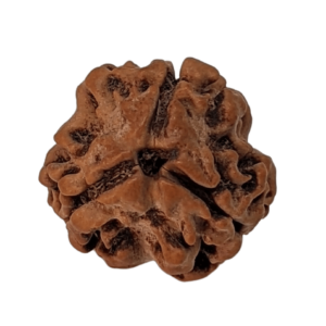 3 mukhi rudraksha